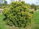 Pušis kalninė 'Wintergold' (Pinus mugo)