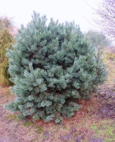 Paprastoji pušis 'Watereri' (Pinus sylvestris)