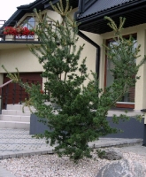 Melsvoji pušis 'Tempelhoff' (Pinus parviflora)
