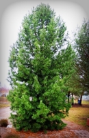 Kedrinė pušis (Pinus cembra) apie 30 metų