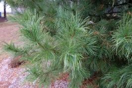 Kedrinės pušies švelnūs spygliai (Pinus cembra)